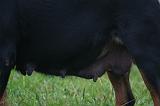 GESTATION - ROTTWEILER 009